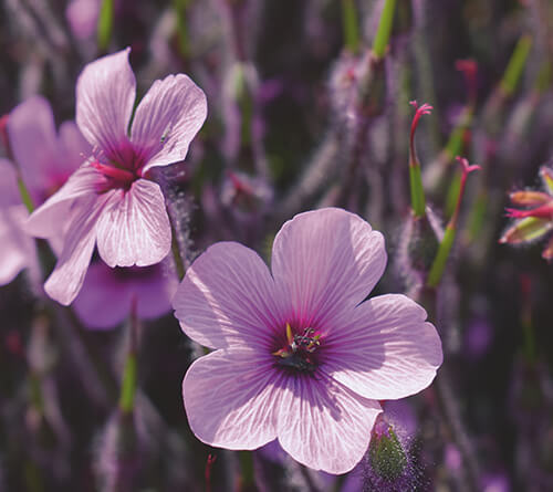 Палитры Caparol 2022